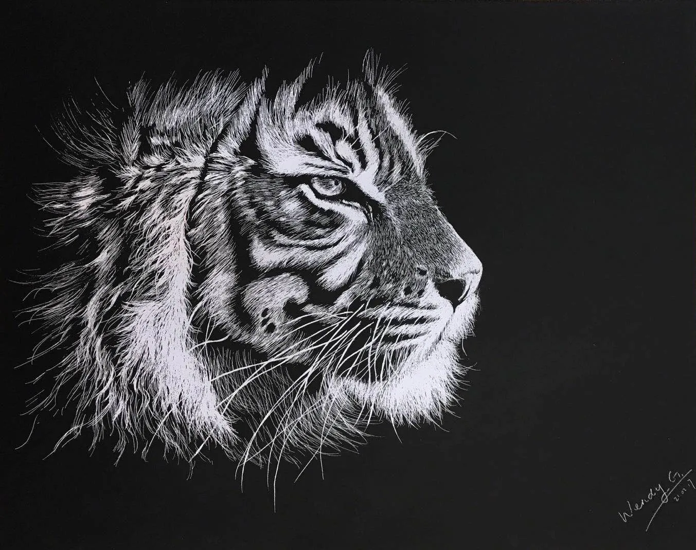 Scratchboard drawing of a tiger in profile, white lines on black